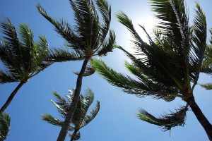 Coconut-Trees