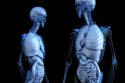 organs have their own consciousness